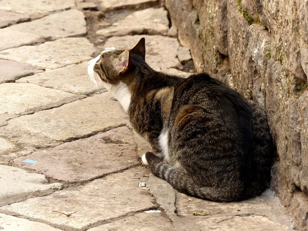 A tabby-and-white cat looking up in a sunlit lane of Kotor's Old Town, Montenegro