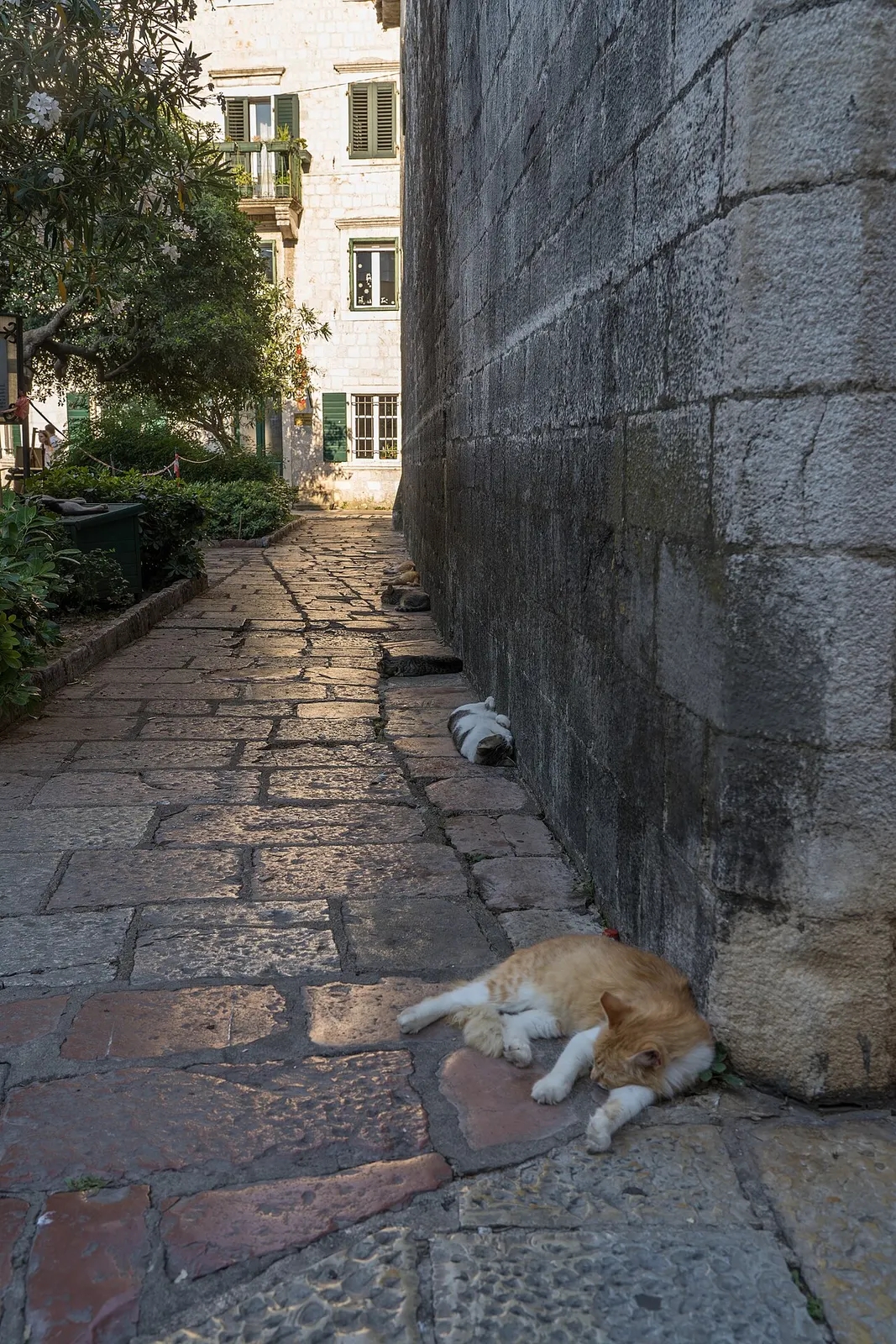 Cats lounging in a shaded corner of Kotor's Old Town, the town's famous free-roaming felines at rest