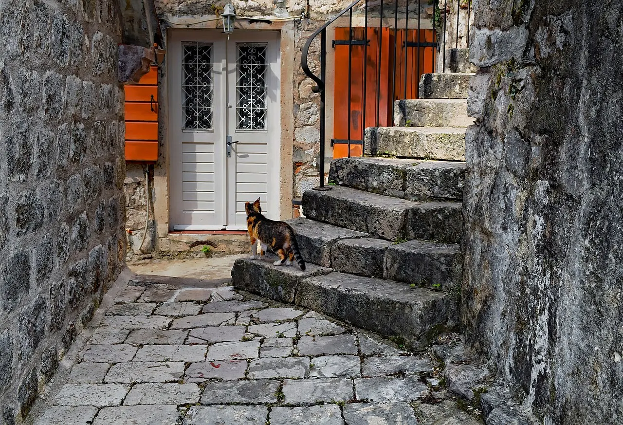 A cat on the worn stone steps of a quiet lane in Kotor's Old Town