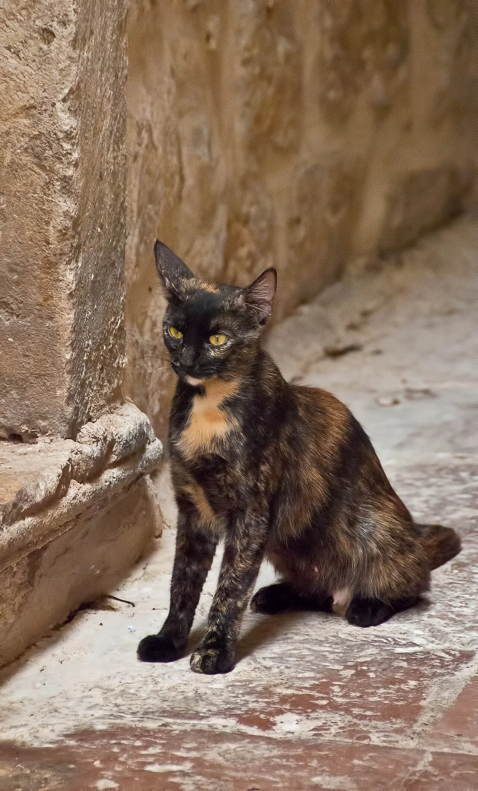 A Kotor street cat resting on warm stone in the Old Town